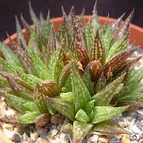 Haworthia variegata v. modesta